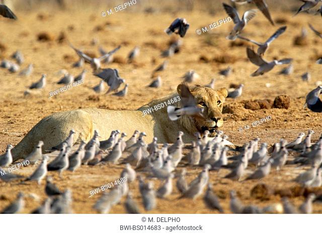 lion (Panthera leo), resting lioness amongst swarm of pigeons, Namibia, Etosha National Park