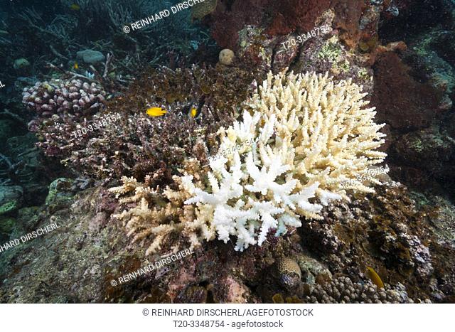Coral Bleaching, Tufi, Solomon Sea, Papua New Guinea
