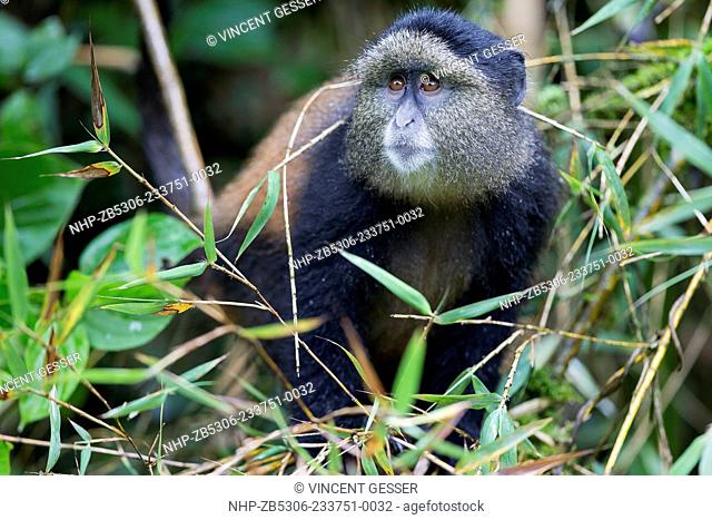 Golden monkey (Cercopithecus kandti) looking up, Virunga National Park, Rwanda
