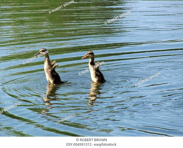 Dancing Ducks