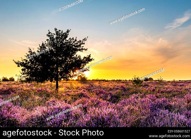 Purple pink heather in bloom Ginkel Heath Ede in the Netherlands. Famous as dropping zone for the soldiers during WOII operation Market Garden Arnhem