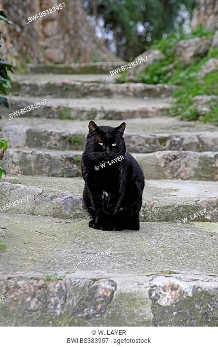 domestic cat, house cat (Felis silvestris f. catus), black house cat sitting on a stair, Spain, Balearen, Majorca