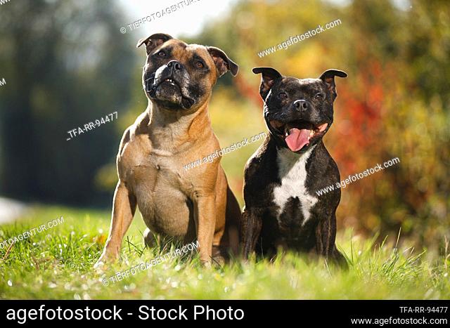 2 Staffordshire Bull Terrier