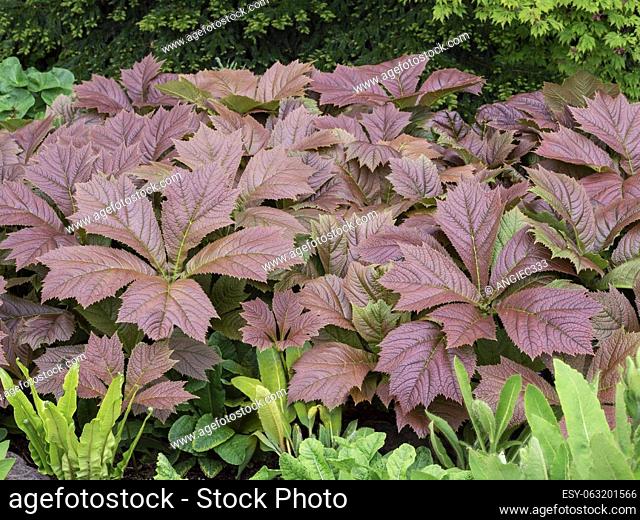 Lovely bronze textured leaves of Rodgersia podophylla growing in a garden