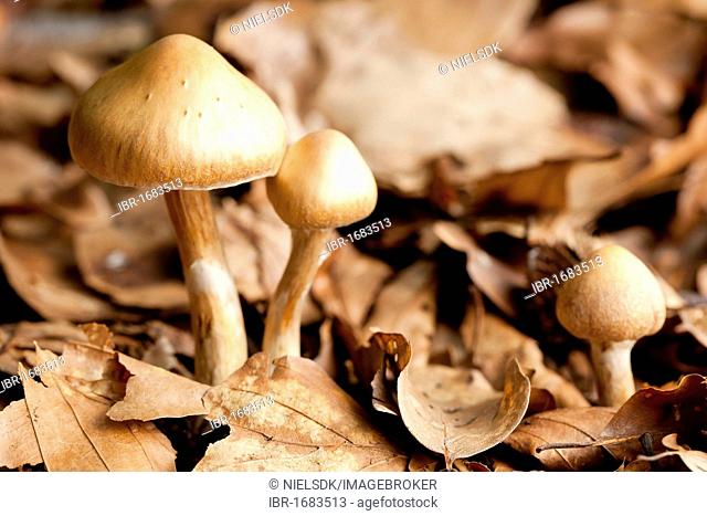 Young Surprise webcap mushrooms (Cortinarius semisanguineus)