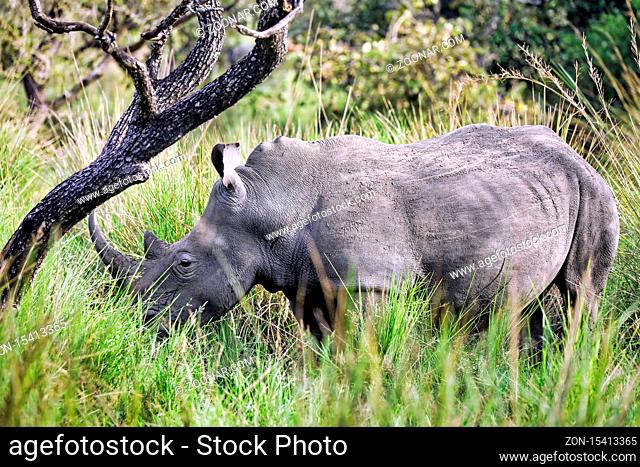 Rhinos im Ziwa Rhino Sanctuary, Uganda | Rhinos at Ziwa Rhino Sanctuary, Uganda