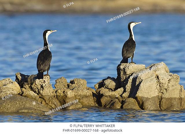 Pied Cormorant Phalacrocorax varius two adults, standing on coastal rocks, Kaikoura, South Island, New Zealand