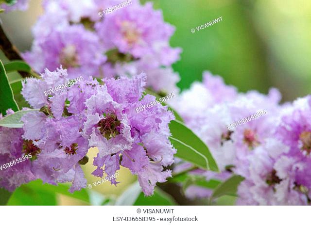 Lagerstroemia calyculata is derived from its very characteristic mottled flaky bark.It is a species of flowering plant in the Lythraceae family and found in...