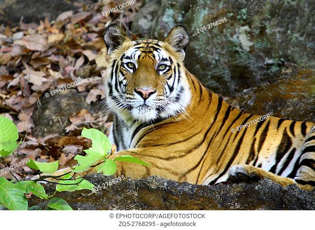 A Tigress (Panthera tigris) relaxing at Bandhavgarh National Park Madhya Pradesh India