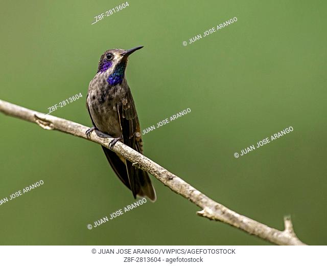 Brown Violetear (Colibri delphinae), km 18, Cali, Valle del Cauca