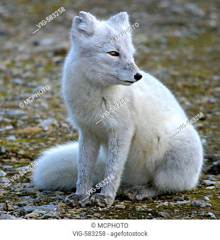 Polarfuchs, Spitzbergen, Svalbard, Raubtier, predator, Saeugetier, mammal, Alopex lagopus, polar fox - Ny +lesund, Spitzbergen, Norwegen, 27/08/2004