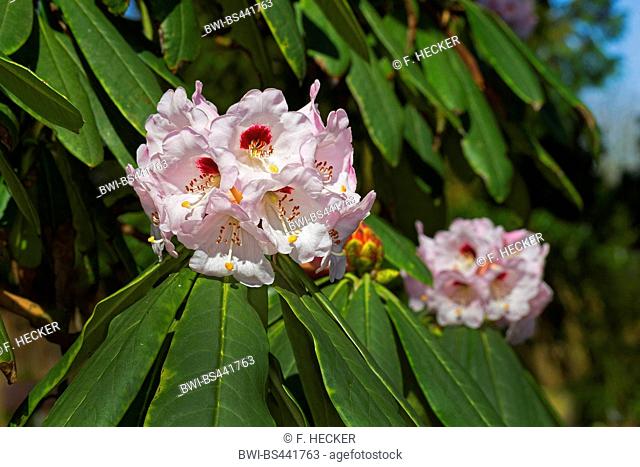 beautiful-face rhododendron (Rhododendron calophytum), blooming, wild form