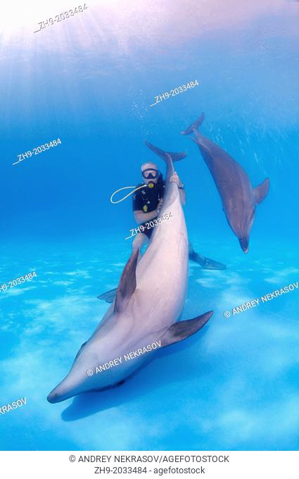 Diver and Bottlenose dolphin (Tursiops truncatus), Dolphinarium, Odessa, Odessa Oblast, Ukraine, Europe