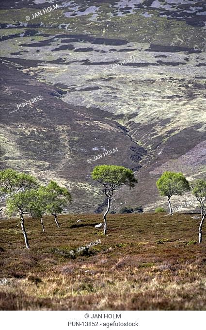 Dwarf birch trees Betula nana in Morrone Birkwoods, Scotland