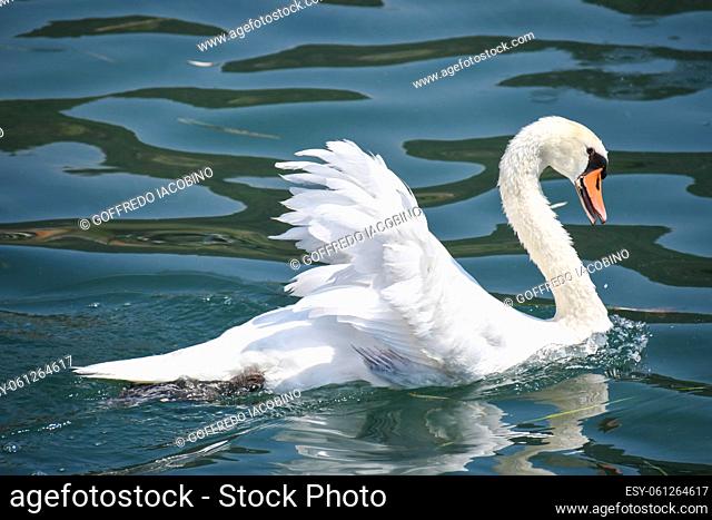 swan striding on the clear waters of Lake Iseo