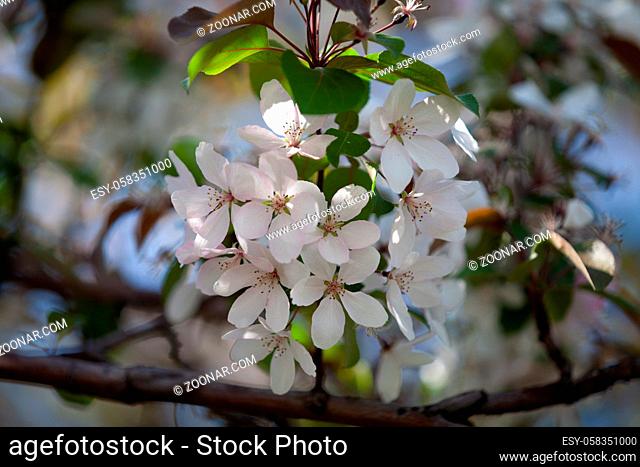 White apple flower on a branch close up, the background is blurred, the season of spring