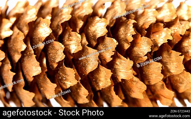 Background of golden large pine cone. Close up