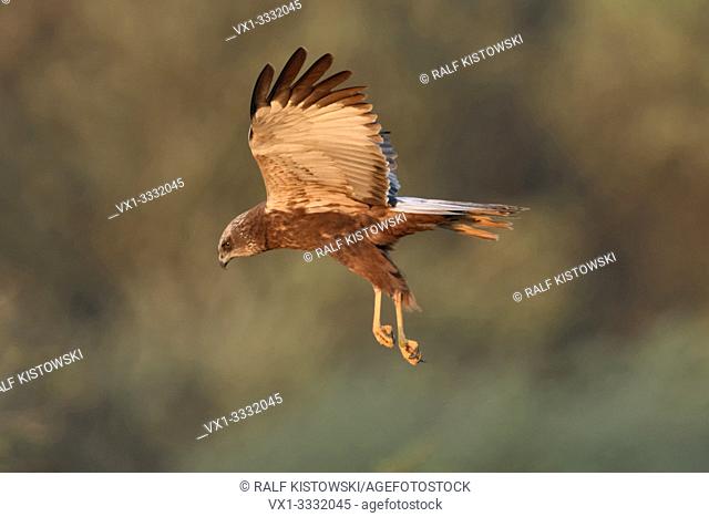 Western Marsh Harrier / Rohrweihe ( Circus aeruginosus ), adult, male in hunting flight, nice morning light, wildlife, Netherlands, Europe