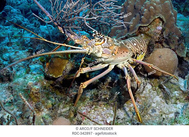 Caribbean Spiny Lobster, Bahamas / Panulirus argus