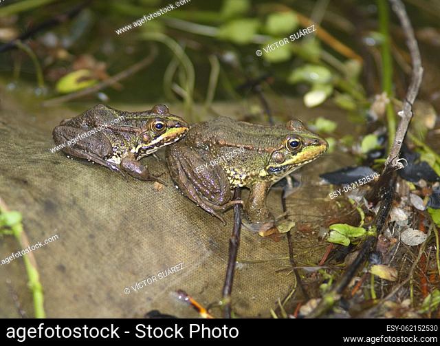 Perez's frogs (Pelophylax perezi). La Lajilla. The Nublo Rural Park. Aldea de San Nicolas de Tolentino. Gran Canaria. Canary Islands. Spain