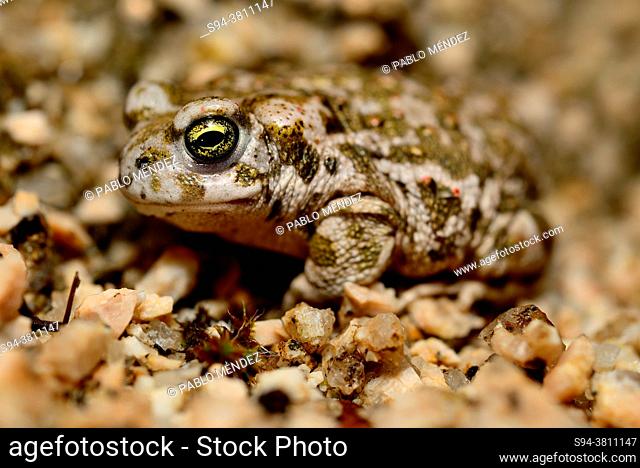 Natterjack toad (Epidalea calamita) close to a pond in Valdemanco council, Madrid, Spain