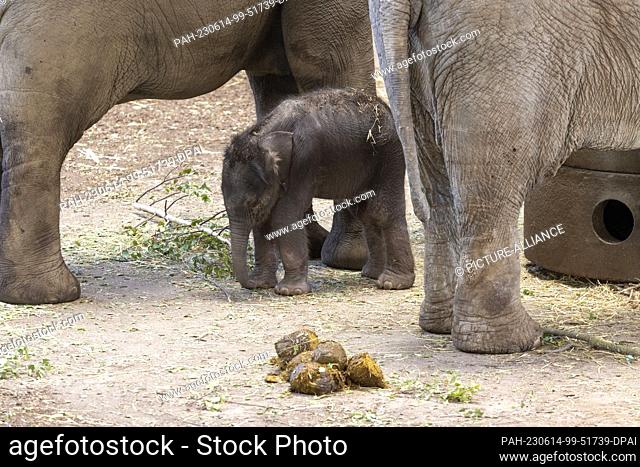 14 June 2023, North Rhine-Westphalia, Cologne: The small nameless elephant cub stands with its herd in the Cologne Elephant Park