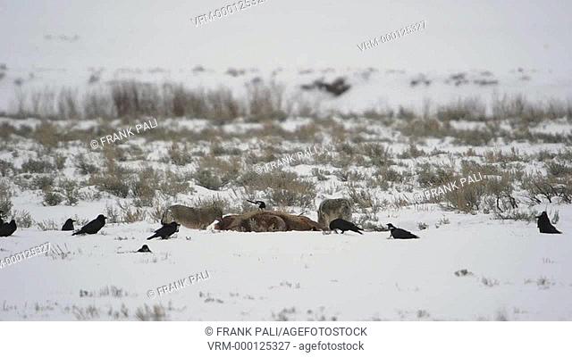Coyote pack feeing in the previous night kill in Yellowstone National Park