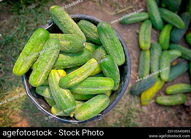 harvest, cucumbers