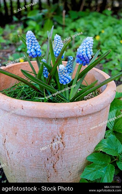 Blue muscari (grape hyacinth) in a pot