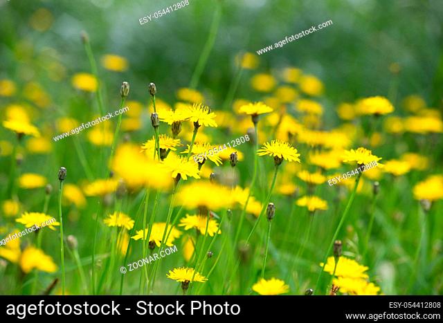 Dandelion yellow fiel in the summer close-up, beautiful nature background