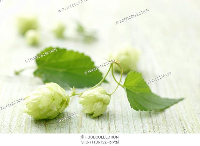 Hops sprouts on a wooden surface