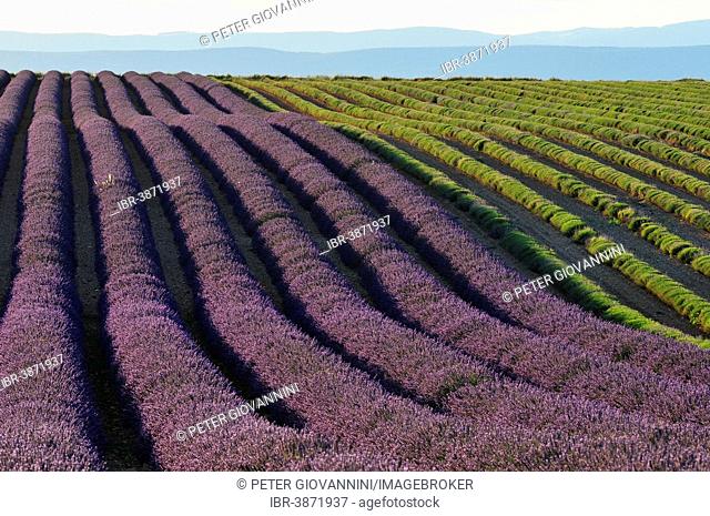Lavender fields (Lavandula angustifolia), Valensole, Département Alpes-de-Haute-Provence, Provence-Alpes-Côte d'?Azur, France