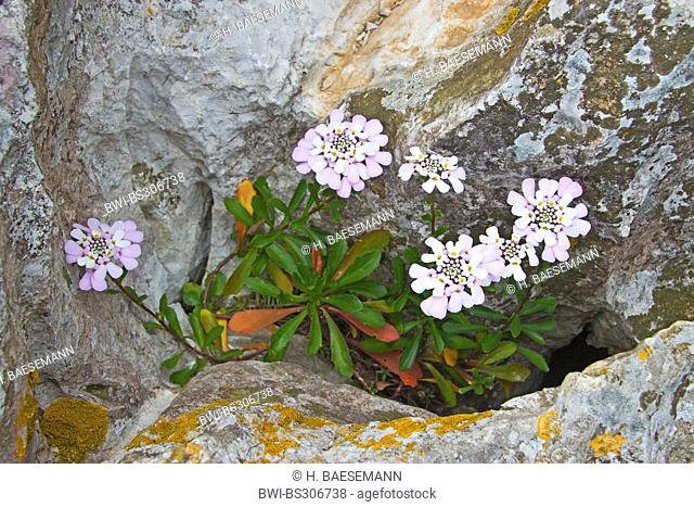 Gibraltar candytuft (Iberis gibraltarica), blooming in a rock crevice, Gibraltar, Gibraltar