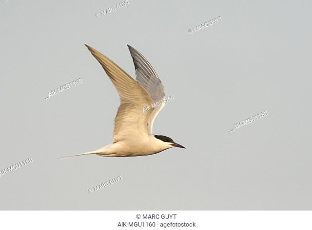 (Siberian) Common Tern in flight above Bodhi Island, China