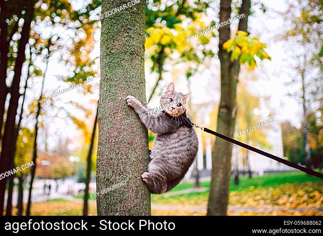 Male cat domestic gray wool stripes young good shape, dressed cat leash harness climbs a tree for hunting bird, attentive focused look and claws are visible