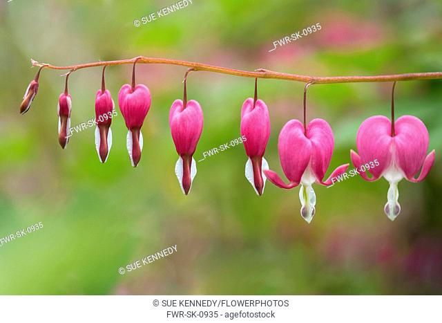 Bleeding heart, Lamprocapnos spectabilis, Pink coloured flowers growing outdoor