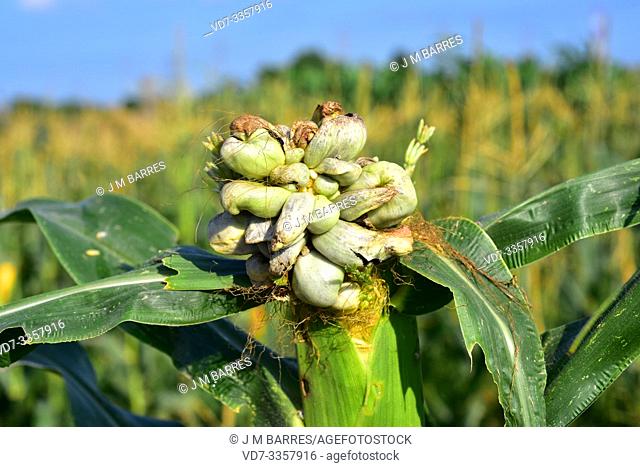 Corn smut (Ustilago maydis) is a fungus parasite of corn. Is an edible fungus highly valued in Mexico known as huitlacoche