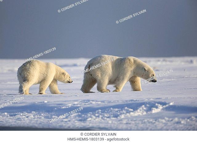 United States, Alaska, Arctic National Wildlife Refuge, Kaktovik, Polar Bear( Ursus maritimus ), mother with one cub along a barrier island outside Kaktovik