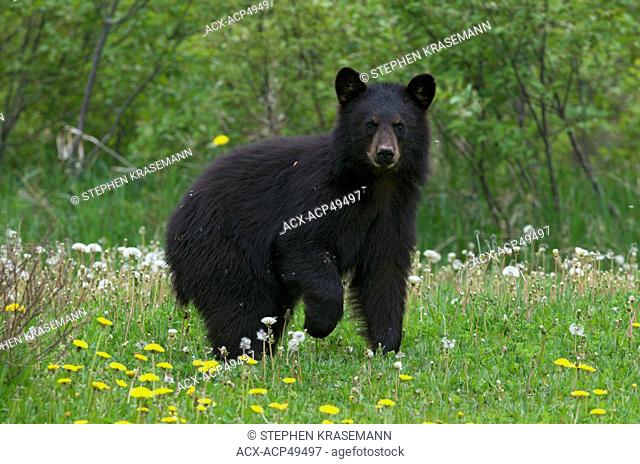 Wild American Black Bear in summer grasses in Quetico Provincial Park, Ontario