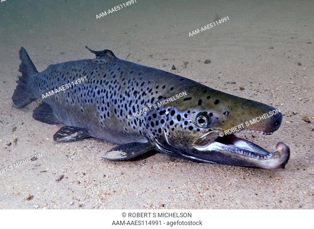 Landlock Atlantic Salmon Male, Squam Lake, Nh, Close-Up Showing Kype, Or Hook On Lower Jaw. Salmo Salar, Fish