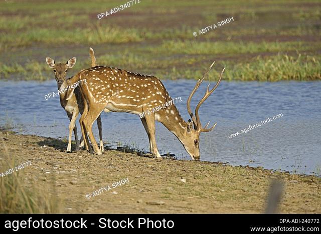Spotted or Axis deer Axis axis drinking water in a lake in Ranthambhore