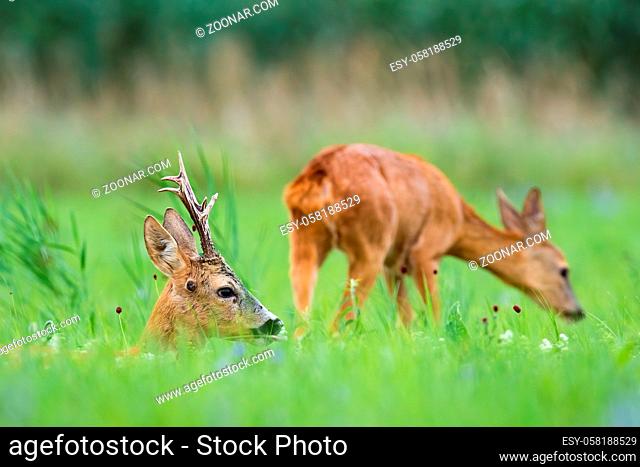 Pair of roe deer, capreolus capreolus, lying and sniffing on meadow in summer. Couple of mammals resting on field in rutting season.
