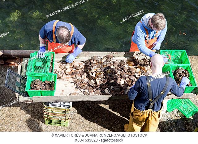 Fishers unloading crabs in the harbour of Portree or Port Righ village, Isle of Skye - Ant-Eilean Sgitheanach -, Highlands, Scotland