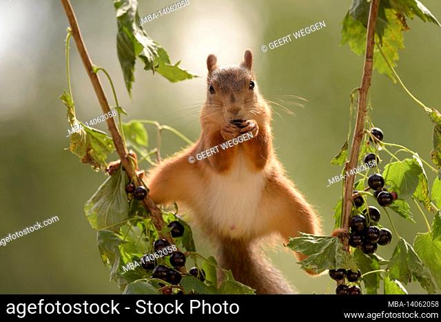 red squirrel standing between two branches with black currant