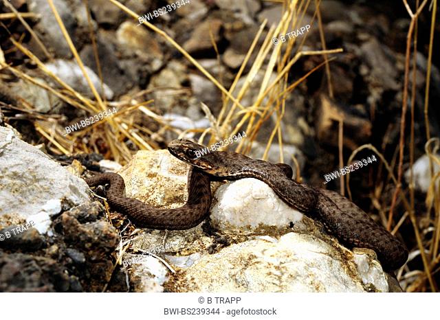 Eastern Montpellier Snake Malpolon insignitus, Malpolon monspessulanus insignitus, juvenile , Greece, Peloponnes