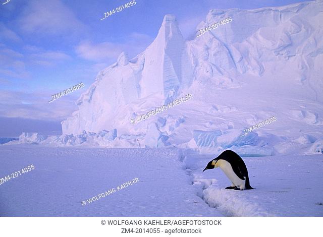ANTARCTICA, RIISER-LARSEN ICE SHELF, EMPEROR PENGUIN, CROSSING CRACK IN ICE