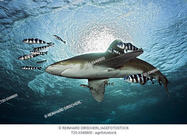 Oceanic Whitetip Shark, Carcharhinus longimanus, Atlantic Ocean, Bahamas