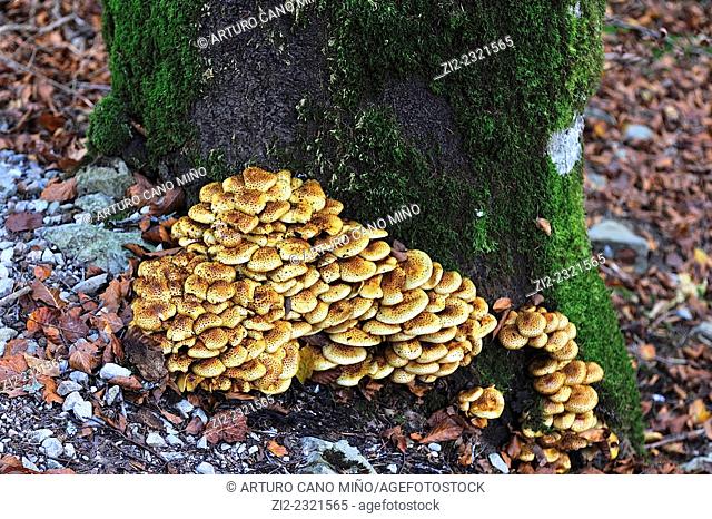 Mushrooms in the Irati Forest, Navarre, Spain