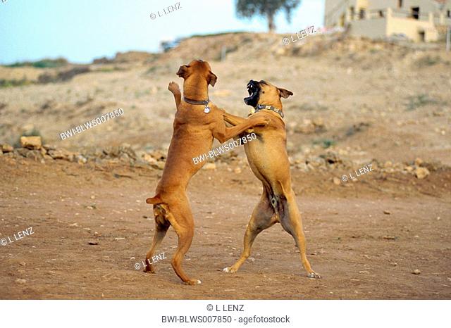 German Boxer Canis lupus f. familiaris, fighting male dogs