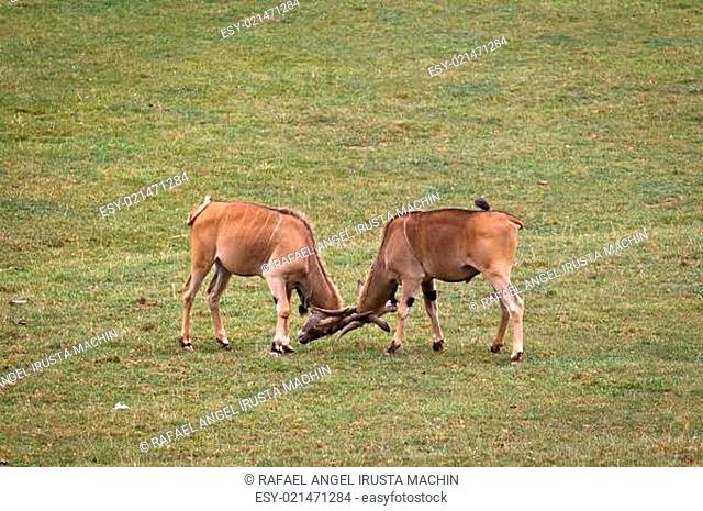 Two eland fighting